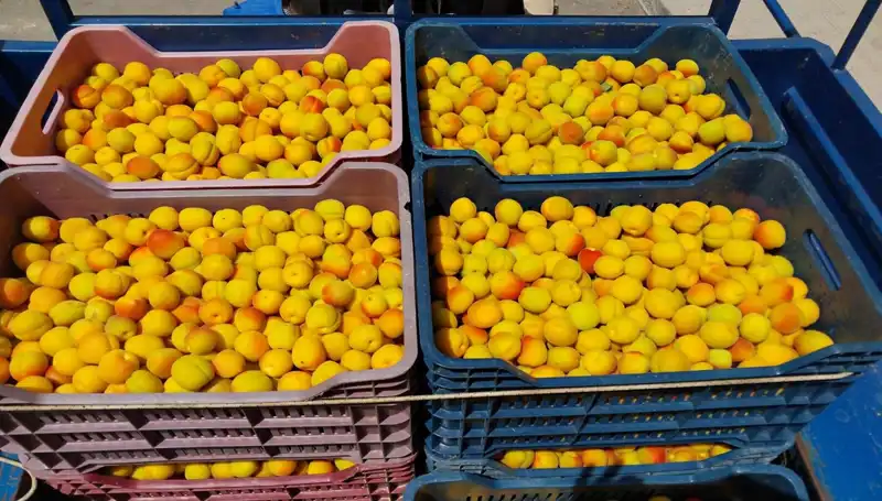 İlk Hasat Zamanı: Tarımda Yeni Dönem Başladı!