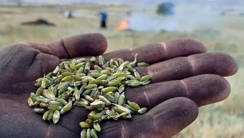 Firik Sezonu Kapıları Araladı: Lezzettin Zirvesine Yolculuk