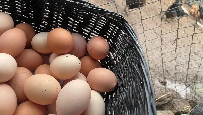 Okullar Açılıyor: Mayıs Çukuru'nu Kurtaran En Uygun Protein Hangi?