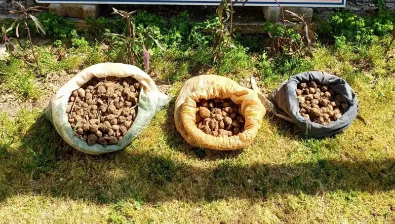 Salep Toplarken Yakalandılar: Doğa Yasalara Karşı Nasıl Korunuyor?
