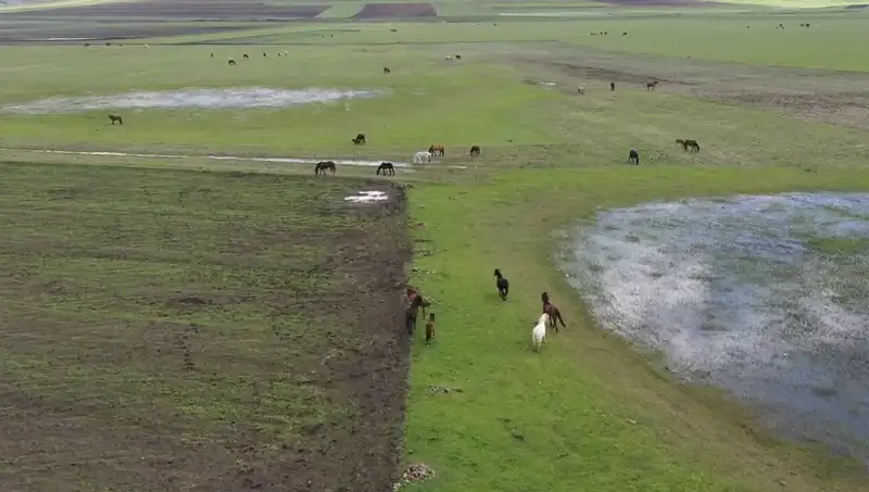 Kars'ın Doğal Cennetinde Yılkı Atlarıyla Büyüleyici Bir An