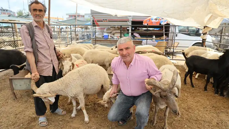 4 Boynuzlu Koçlar Kurban Pazarında Göz Dolduruyor