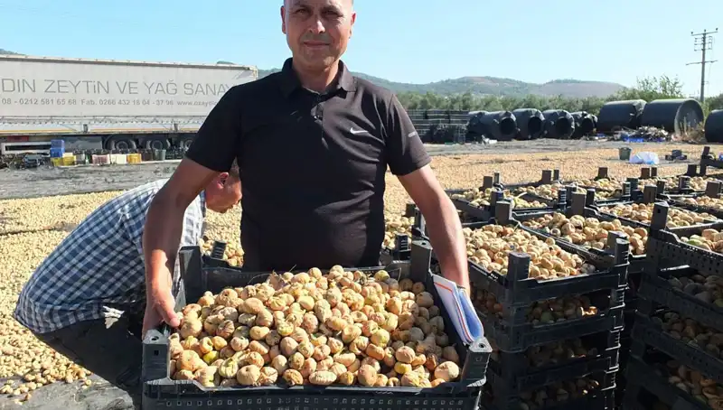Balıkesir'de Tarım Hasadı Başladı: Çin ve Rusya'ya İhracat Yolunda