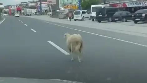 Yalova'da Bayram Kaosu: Kaçan Kurbanlıklar Trafiği Felç Etti!