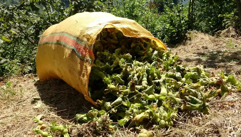 Giresun’da Fındık Hasadı Başladı: Üreticiler Umutlu ve Hızla Çalışıyor