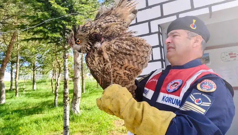 Dikenli Tellere Takılan Puhu, Hayata Döndü: Kurtarılma Hikayesi