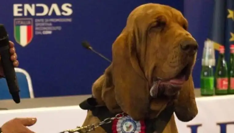 Suikast Gibi Saldırı: Arama Köpeği Çivili Sosisle Hayatını Kaybetti