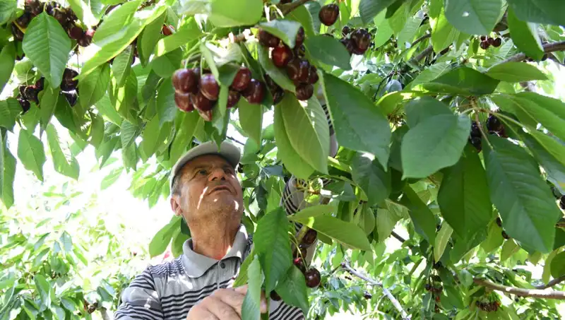Lapseki'nin Dev Bacası: Çay Bardağının Dışında Bir Ölçü