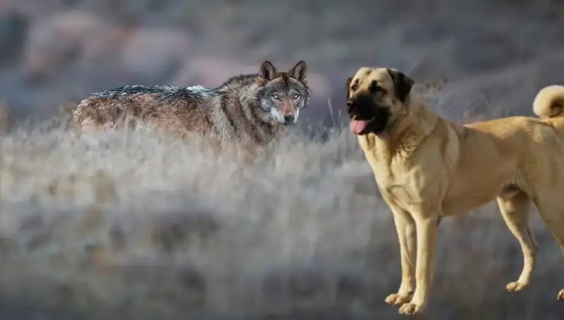 Kangal Köpeği: Kurt Popülasyonundaki Artışın Yeni Kahramanı