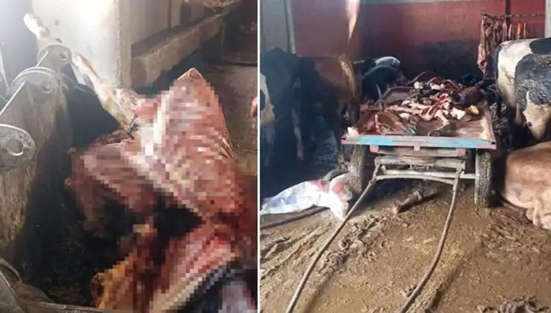 Adana'da Şok Operasyon: 2,5 Ton At Eti ve 4 Canlı At Kurtarıldı