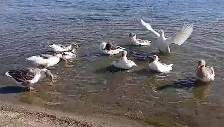 Denizde Yüzme Keyfi Kazların Kümese Kapatılmasıyla Son Buldu!