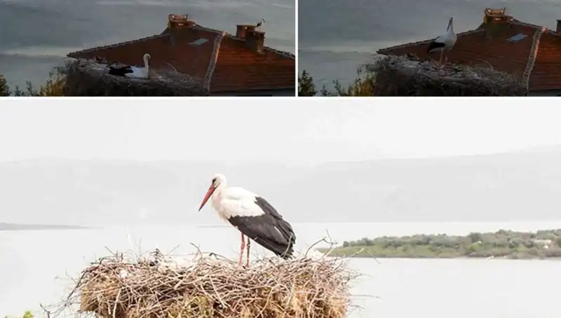 Yaren Leylek Depremi Hissedip Yuva Yapmayı Tercih Etti!