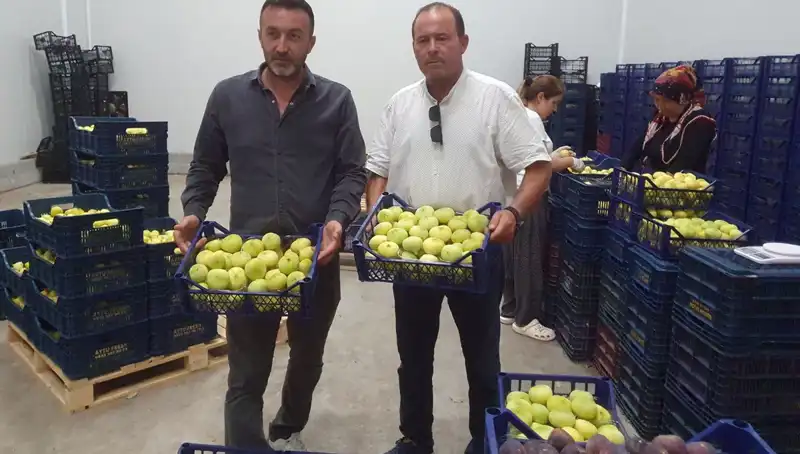 Mersinli Çiftçinin Yüzünü Güldüren Narenciye İhracı: Kilogramı 20 TL!