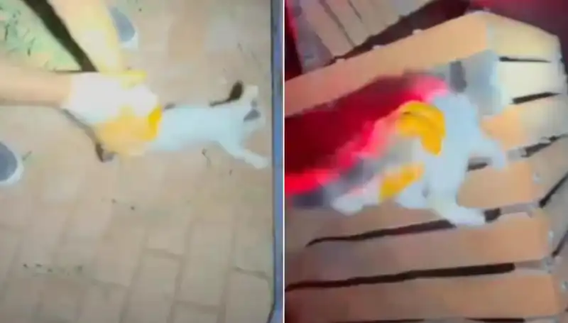 İtfaiye Geceyarısı Kedi Kurtarma Operasyonu ile Takdir Topladı