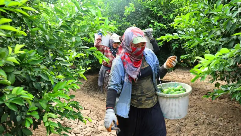 Marketlerdeki Patates Fiyatları Düşüşe Geçiyor: Hasat Süreci Başladı