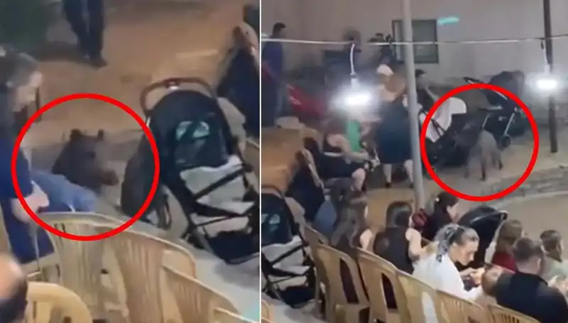 Düğün Törenine Sızan Yaban Domuzu Davetlileri Şaşkına Çevirdi