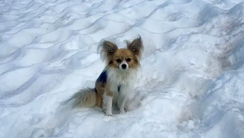 Buzul Yarığında Kalan Adamın Kurtuluşunda Kahraman Köpek Rolü