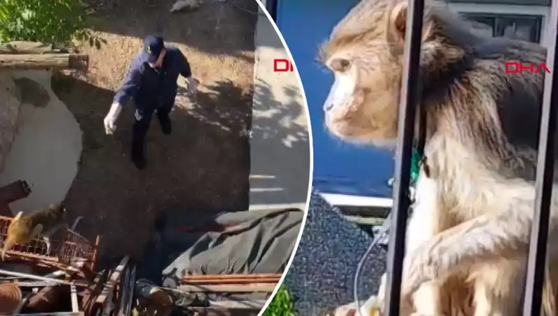 Muğla'da Eğlenceli Bir Olay: Mahalleliyi Kovalayan Maymun!