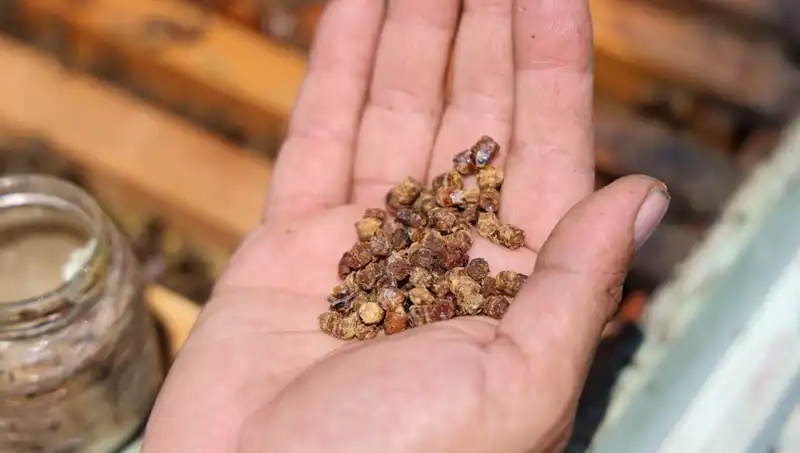 Eskiden Atılan, Şimdi Değer Biçilen: Protein Zengini Besin Sokaklarda!
