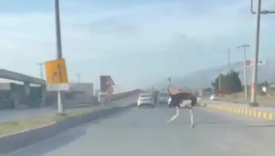 Türkiye’de Trafikte Deve Kuşu Görüntülendi: Şaşkınlığın Sebebi Nedir?
